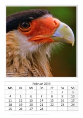 Februar_Schopfkarakara.pdf